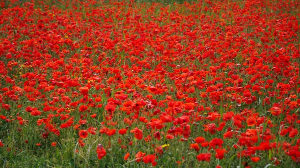 View Poppies Bloom Field West Pentire Cornwall — Stock Photo, Image