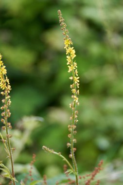 Tarım, Agrimonia Eupatoria, İngiliz kırsalında çiçek açıyor.