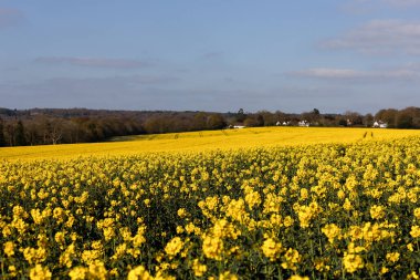Rapeseed (Brassica napus) Birch Grove yakınlarındaki Doğu Sussex kırsal çiçekli