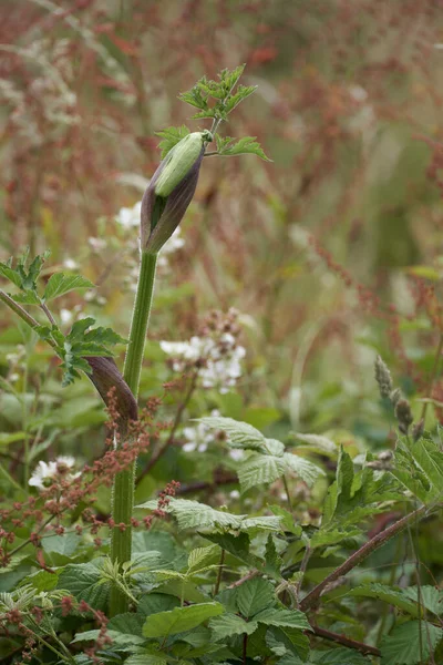 園芸品種のハゲワシが花を咲かせ始める — ストック写真