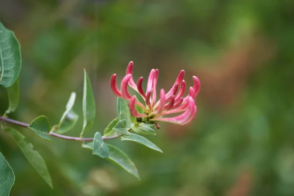 Close Honeysuckle Lonicera Periclymenum Flower — Stock Photo, Image