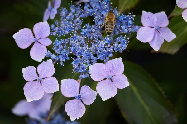 Blue Lacecap Hydrangea Recién Comienza Florecer —  Fotos de Stock