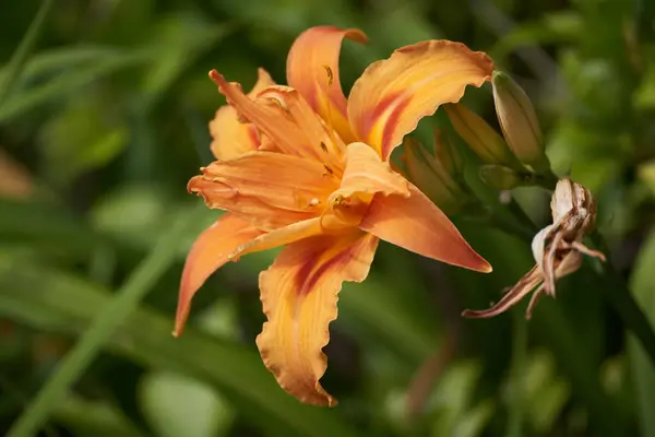 Orange Lily Full Bloom Summertime — Stock Photo, Image