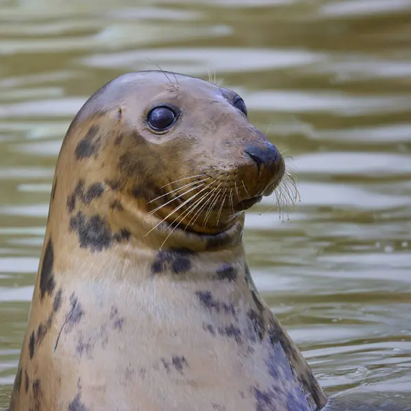 Curious Grey Seal Halichoerus Grypus Head Out Water — Stock Photo, Image