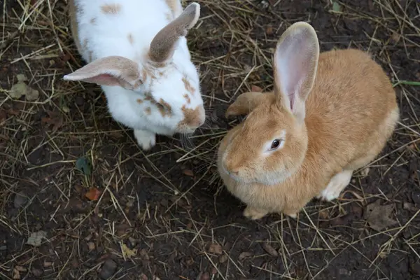 Pair Flemish Giant Rabbits Oryctolagus Cuniculus Domesticus Lincolnshire — Stock Photo, Image