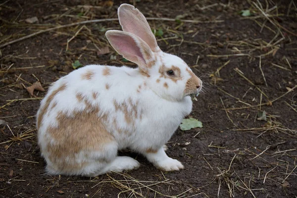 A pair of Flemish Giant Rabbits, Oryctolagus cuniculus domesticus, in Lincolnshire