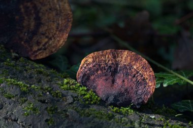 Güneş ışığı kırmızı kuşaklı bilezik, fomitopsis pinicola, ölü bir ağaçta büyüyen mantar