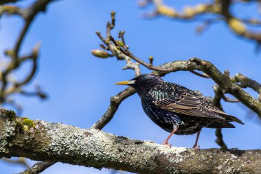 İlkbaharda bir ağaçta Starling uyarısı ve tetikte
