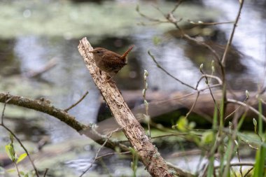 Minik Wren, Troglodit trogloditleri, İlkbaharda bir ağaç kütüğüne tünemiş