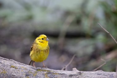Yellowhammer, Emberiza citrinella,  on a tree stump in springtime clipart