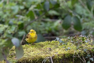 Sarı Çekiç, Emberiza Citrinella, İlkbaharda bir ağaç kütüğünde