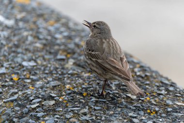 Taş Pipit, Anthus Petrosus, Mevagissey 'de taş bir duvarda dinleniyor.