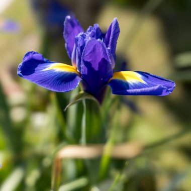 Blue Iris flower blooming in springtime in Charlestown, Cornwall clipart