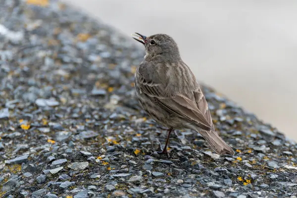 Taş Pipit, Anthus Petrosus, Mevagissey 'de taş bir duvarda dinleniyor.