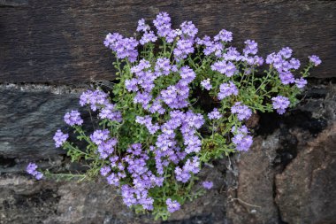 Peri yüksüğü, Erinus alpinus L, Inveraray, İskoçya 'da İlkbaharda Loch Fyne tarafından yetiştiriliyor.