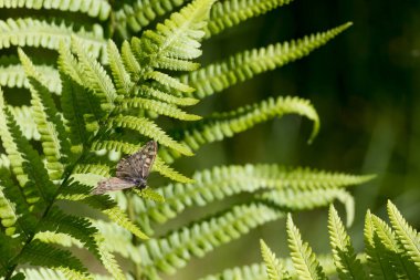 Benekli orman kelebeği, Pararge aegeria, İskoçya 'da bahar güneşinde bir eğrelti otunun üzerinde dinleniyor.