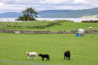 Kinloch RANNOch, Perthshir, Scotland, İngiltere, 25 Mayıs. 25 Mayıs 2024 'te İskoçya, Perthshire Kinloch Rannoch' taki bir çiftlikte kuzular.