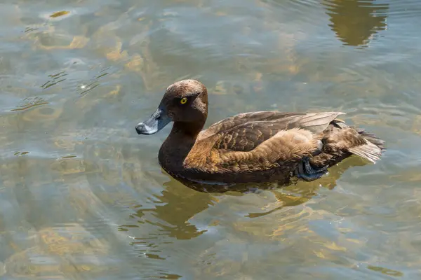 stock image Female Tufted duck, Aythya fuligula, swimming in the River Wye at Bakewell in Derbyshire