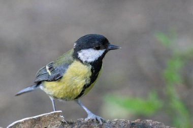 Great Tit perched on an old tree stump