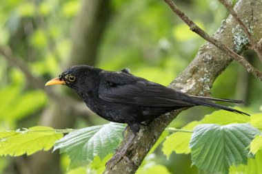 Erkek Karatavuk, Turdus merula, bir ağaca tünemiş