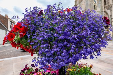 Kings Lynn, Norfolk 'ta canlı çiçek sepeti sergisi
