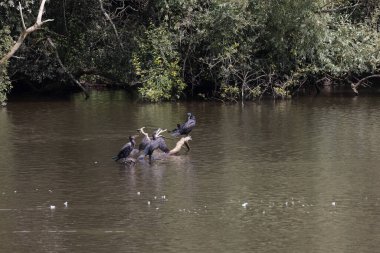 Bir grup Büyük Karabatak, Phalacrocorax karbonhidrat, Weir Wood rezervuarında su altında bir dalda oturuyorlar.