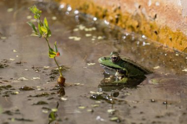 Bir bataklık kurbağası, pelophylax ridibundus, bir gölette yakın çekim