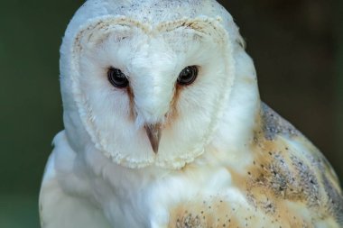 Ahırın Baykuşuna yaklaş, Tyto Alba