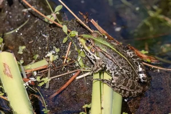 stock image Close up shot of a Marsh Frog, pelophylax ridibundus, in a pond