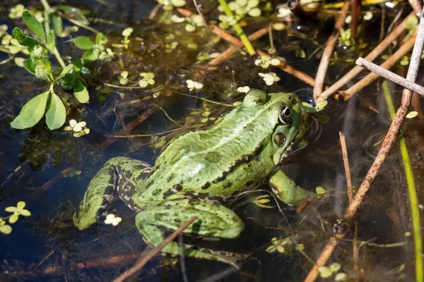 stock image Close up shot of a Marsh Frog, pelophylax ridibundus, in a pond