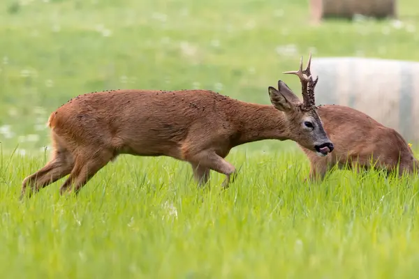 stock image Young male Red Deer, cervus elaphus, wandering through meadowland