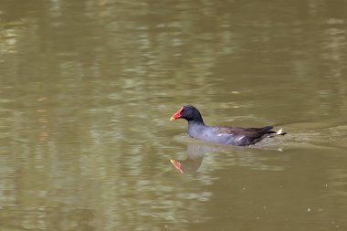 Ortak Moorhen, Gallinula kloropusu, gölde yüzüyor.