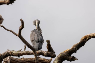 Grey Heron, Riverside Park Bahçeleri 'nde ölü bir treeat üzerinde duruyor.