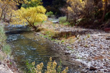 Cottonwood ağaç virgin Nehri üzerinde