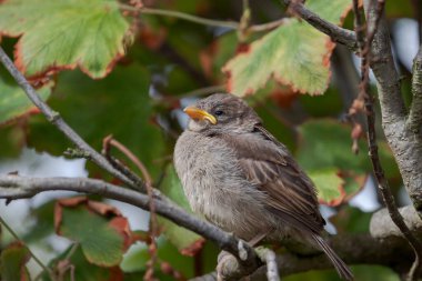 Sparrow, Passeridae, sonbahar güneşinde bir dalda dinleniyor.