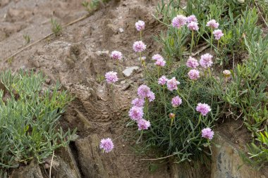 Sea Pinks, Armeria Maritima, Devon 'daki Challaborough plajında bir uçurumun tepesinde çiçek açıyor.