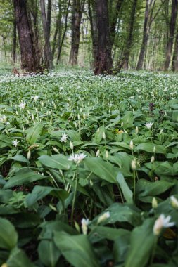 Huge amount of bear garlic floweing in forest