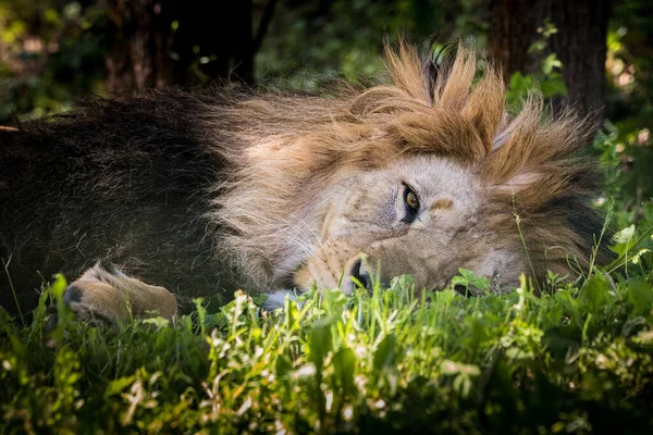 Relaxing lion during very hot sunny day