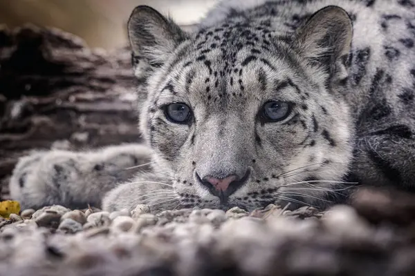 Snow leopard (Panthera uncia), a majestic and elusive big cat species found in the rugged mountain ranges of Central Asia. With its thick fur, piercing blue eyes, and graceful movements, the snow leopard is a true marvel of the natural world.