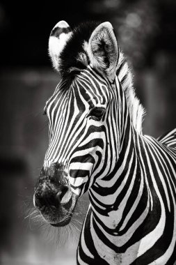 Zebra, siyah-beyaz çizgili Afrika memelisi kendine özgü görünüşü ve zarif yürüyüşü ile ünlüdür.