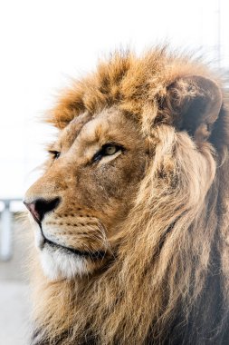 Aslan (Panthera leo), Afrika ve Asya 'ya özgü görkemli ve ikonik bir kedi türü..