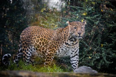 Javan leoparı, Java adasına özgü görkemli büyük bir kedi. Pürüzsüz siyah noktaları ve delici sarı gözleriyle göze çarpan Javan leoparı, adanın en uç yırtıcılarından ve ekosisteminin hayati bir parçasıdır..