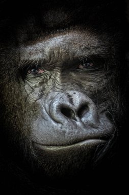 Goril, anlamlı gözleri, çatık kaşları ve nazik burnu ile güçlü ve görkemli bir yaratıktır..