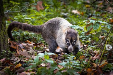 Coati, Orta ve Güney Amerika 'ya özgü uzun burunlu rakun benzeri bir memeli..