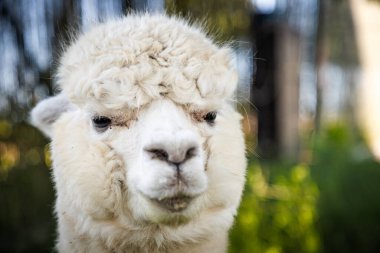 Lama 'nın kafasının yakın plan portresi, yumuşak odaklı arka plan. Lama 'nın uzun kirpikleri ve anlamlı gözleri açıkça görülüyor..
