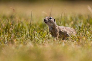 Yer sincabı yerde oturuyor ve etrafa bakıyor.