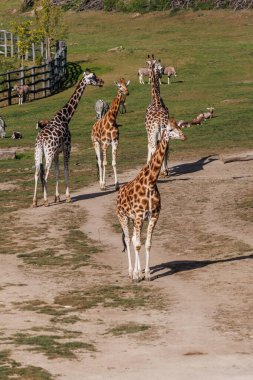 Görkemli bir zürafa, güneşle sırılsıklam olmuş geniş bir çayırda zarifçe yürüyor. Uzun boynu ve benekli paltosu açık arazinin arka planında açıkça görülebilir..
