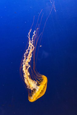 Denizanası zarif bir şekilde derin, mavi denizde yüzüyor. Şeffaf yaratığın hassas dokunaçları ve çan şeklinde vücudu karanlığa doğru vurgulanır.