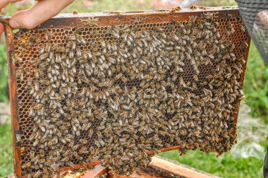 Kovandaki çalışan arıların yakınlaştırılması