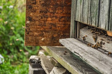 Kovandaki çalışan arıların yakınlaştırılması